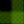black_grass.png